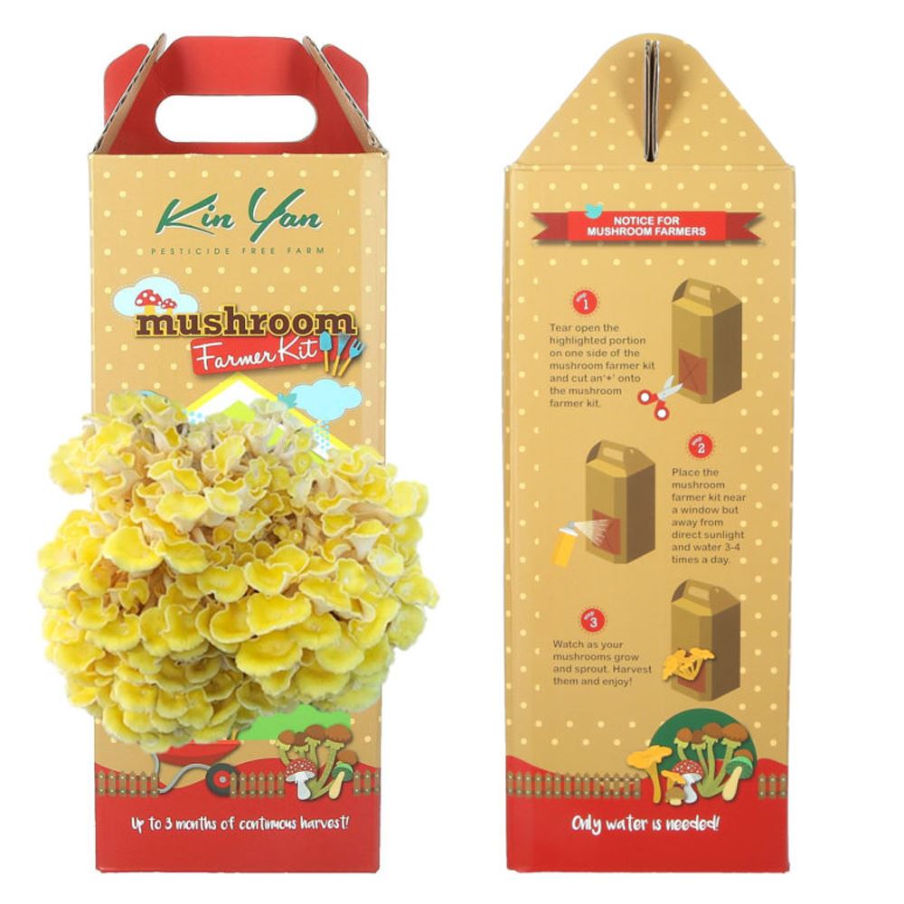 Kin Yan Fresh Golden Oyster Mushroom Growing Kit