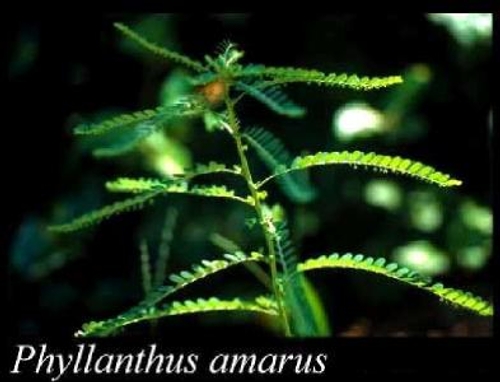 Dukung Anak (Phyllanthus Amarus)
