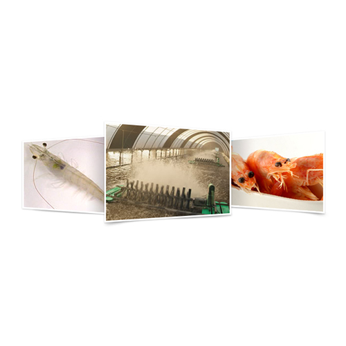Feed: Aquaculture - Shrimp Feed