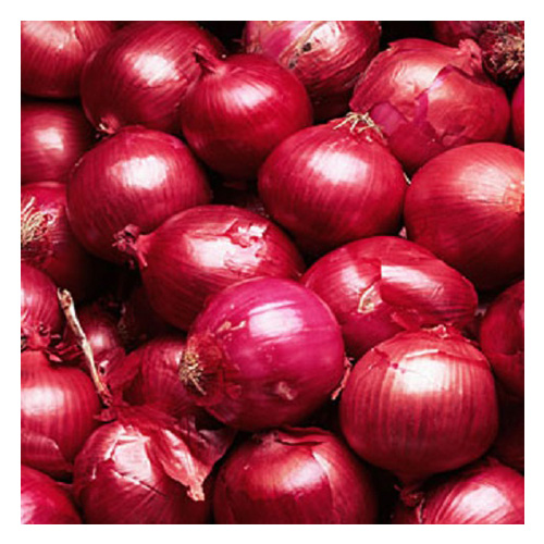 Fresh onion3