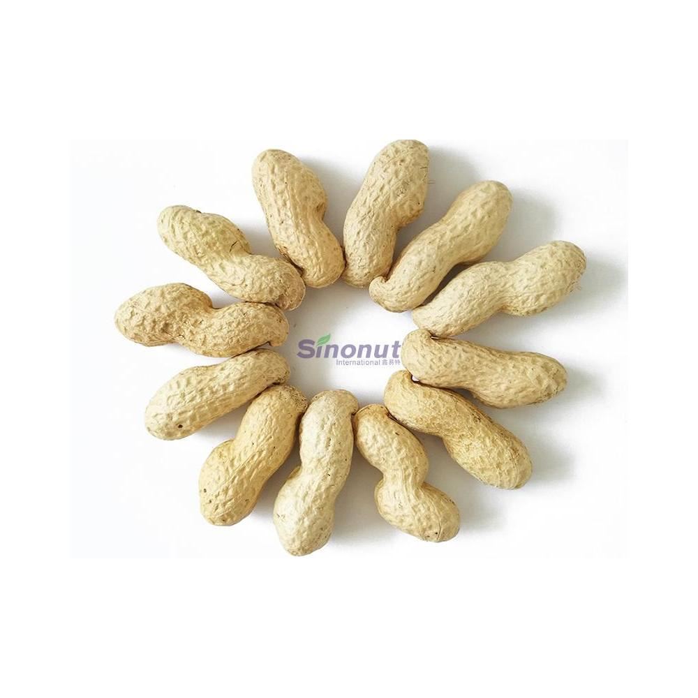 ShanDong Big Size Peanut In Shell