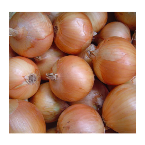 Red onion /yellow onion /white onion