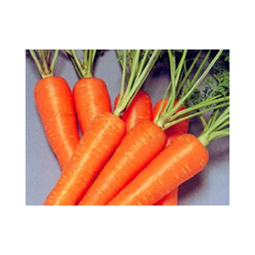 Wholesale China Fresh Carrot