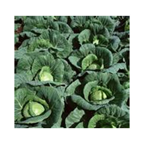 High Quality Fresh Vegetables Cabbage