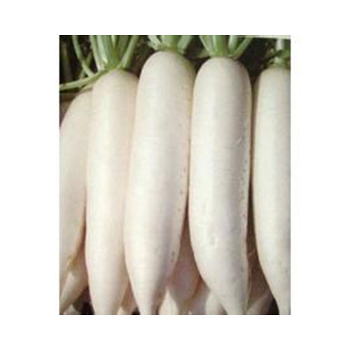 High Quality Fresh Vegetable White Radish