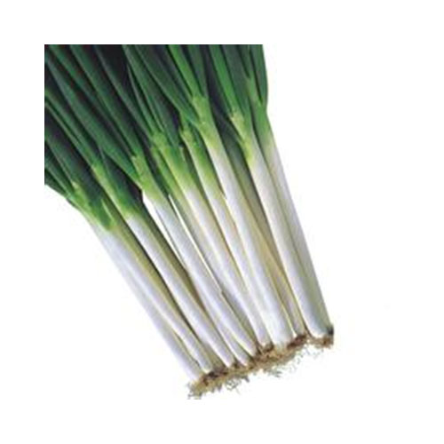 High Quality Fresh Vegetables Chinese Green Onion