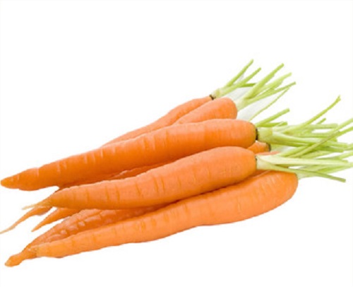 New Crop Fresh Carrot
