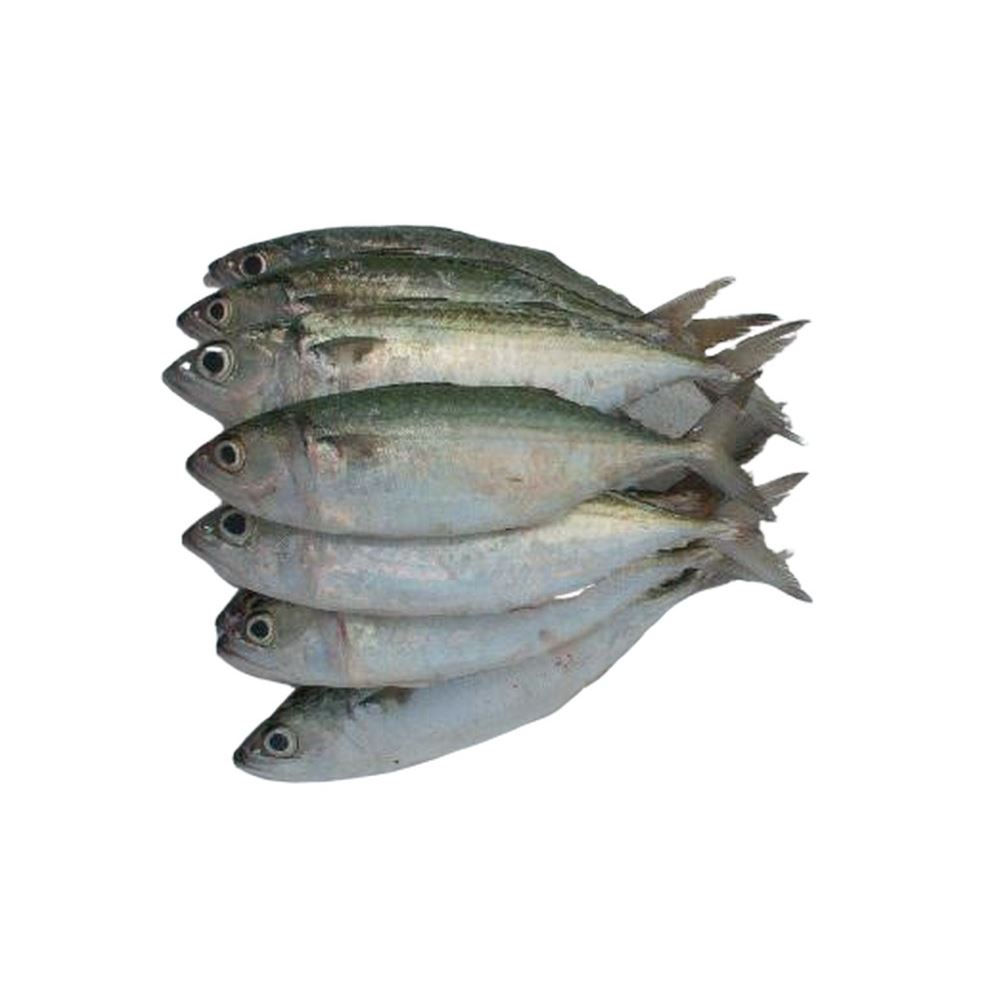MFS Seafood Indian Mackerel - 10kg
