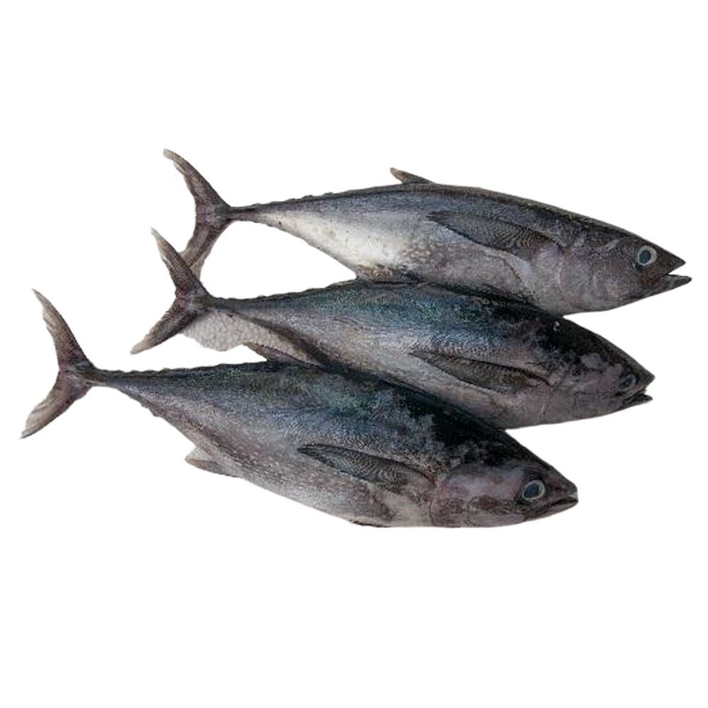 MFS Seafood Longtail Tuna - 10 kg 