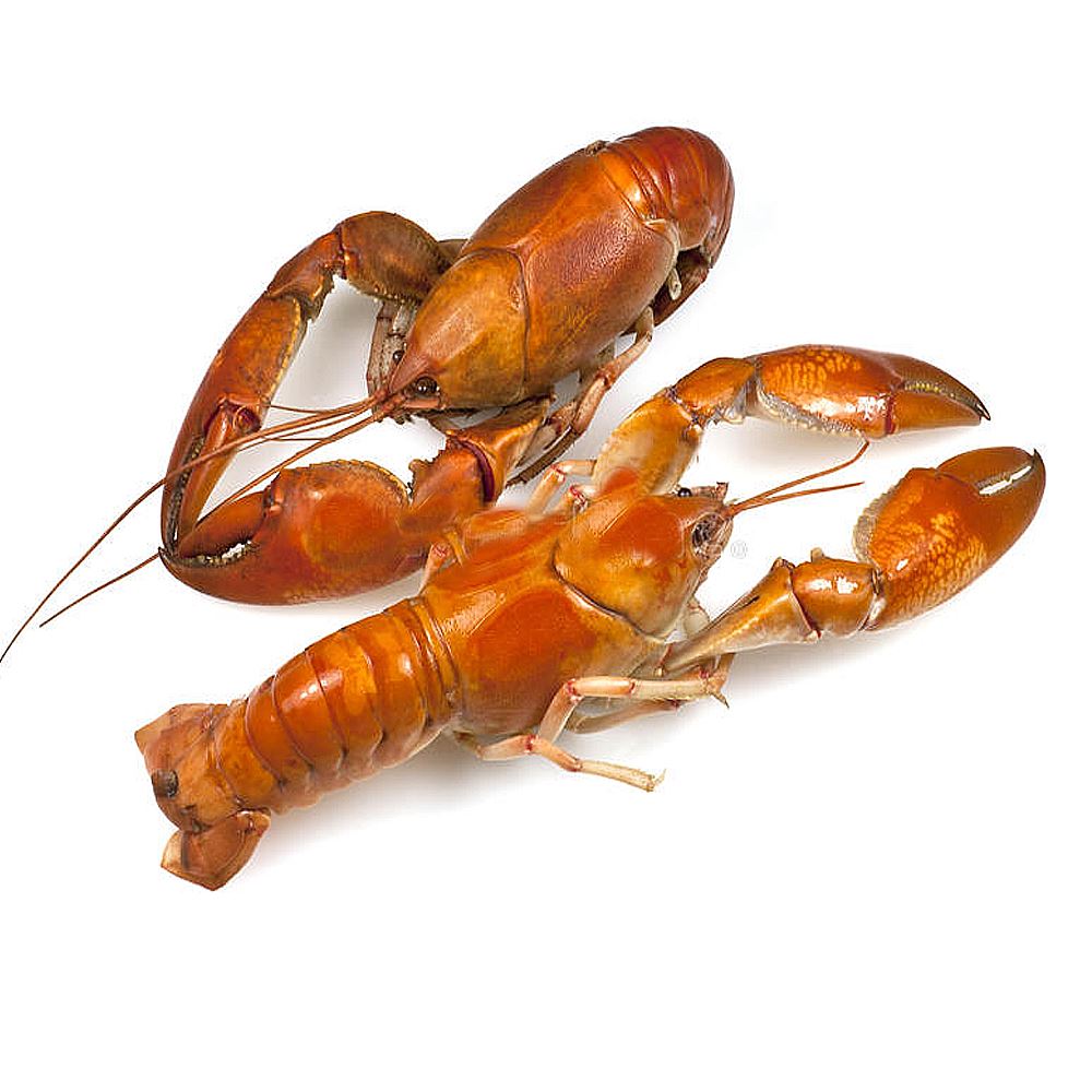 Miniature Lobster 30/50 aka Yabbie 