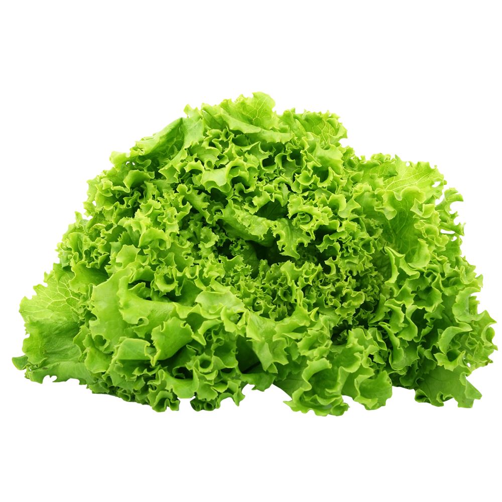 Lettuces - The Versatile Leafy Green