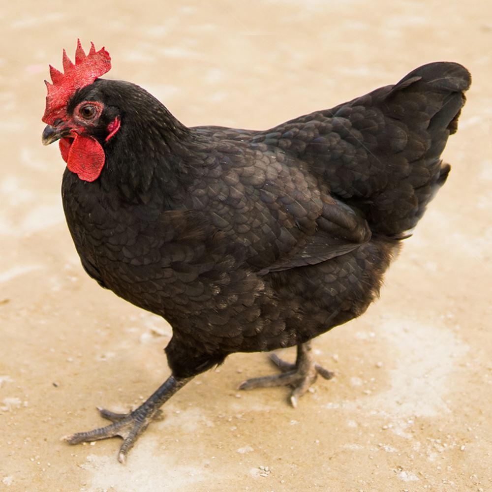 Black Mountain Chicken