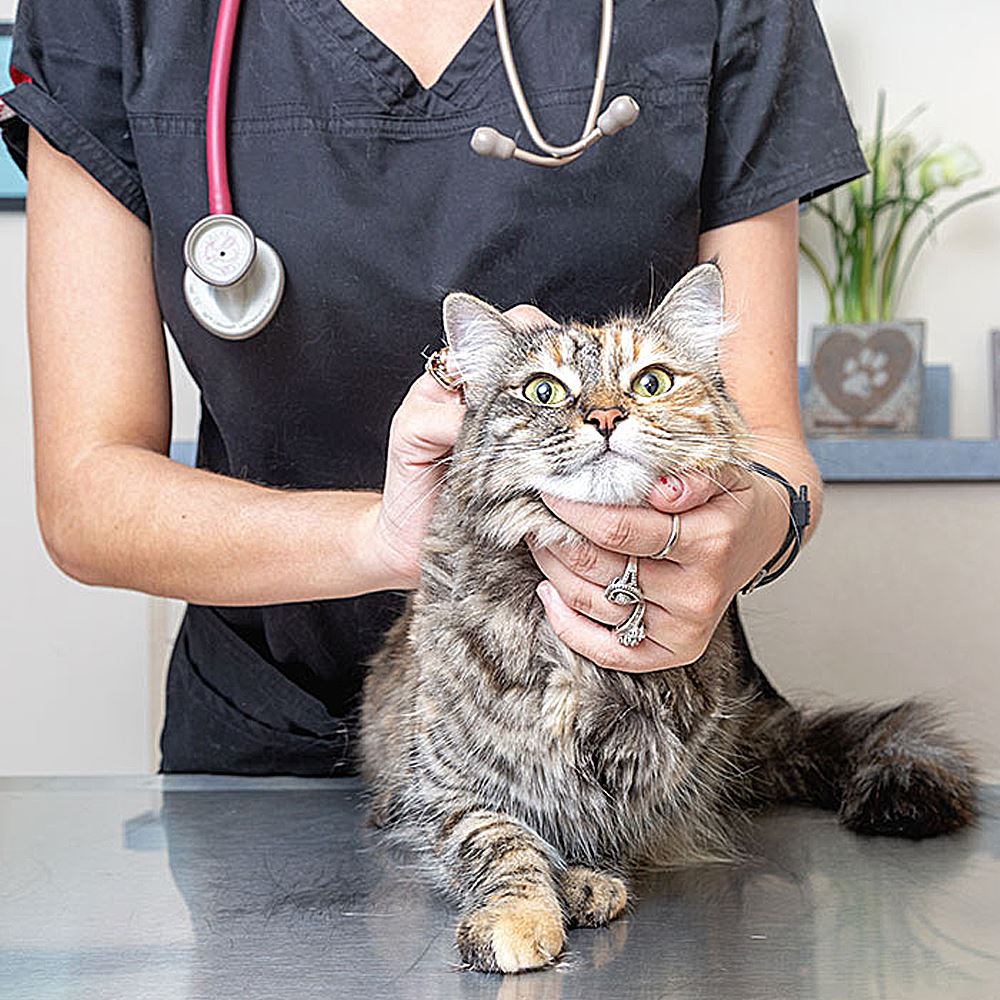 Veterinary Care