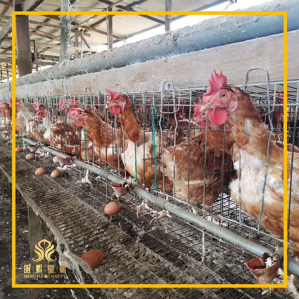 Chicken Farming