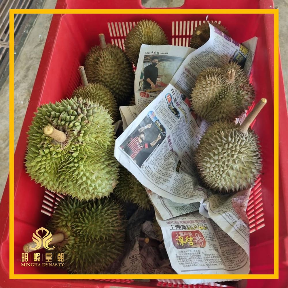 Durian Farming