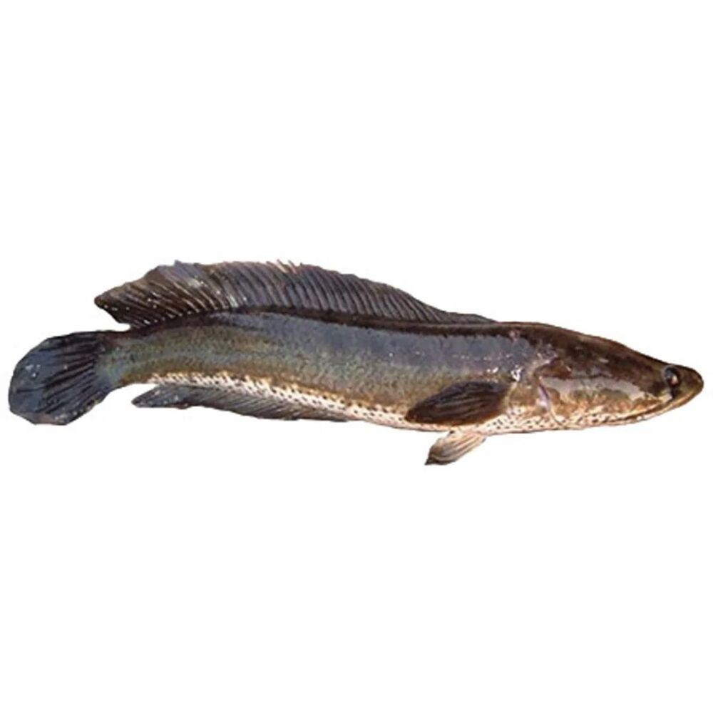 Fresh Snakehead Fish