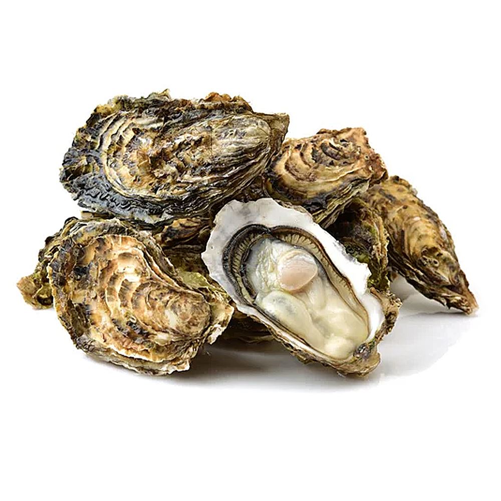 Fresh Oyster