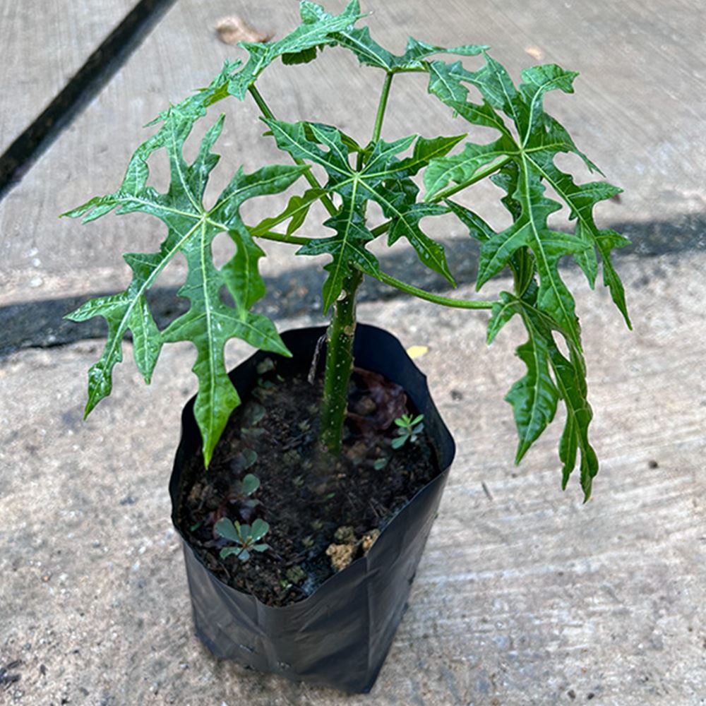 Papaya Seedlings