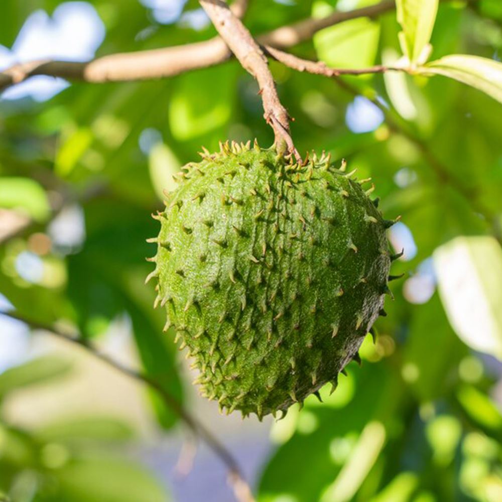 Soursop Saplings