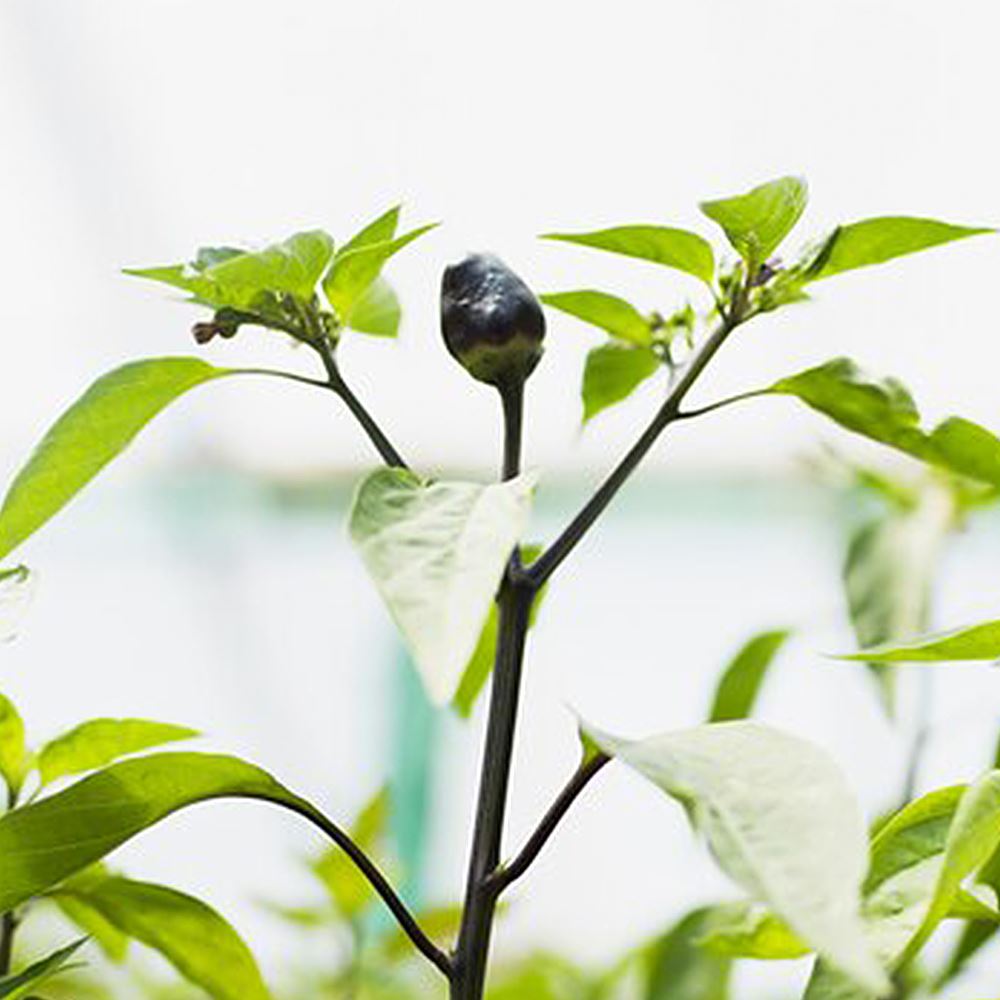 Water Cherry Seedlings